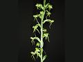 Forked Habenaria